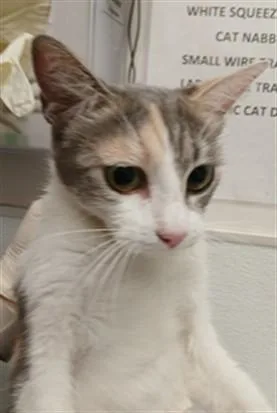 An adult large-sized female Domestic Short Hair cat named Francis for adoption in Los Angeles, CA