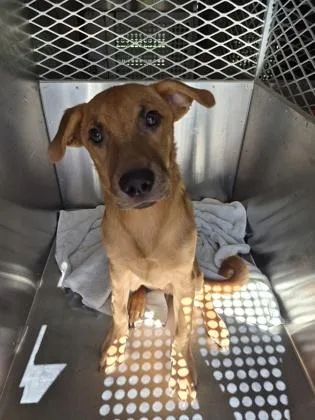 An adult medium-sized female Mixed Breed dog named Star for adoption in Independence, MO