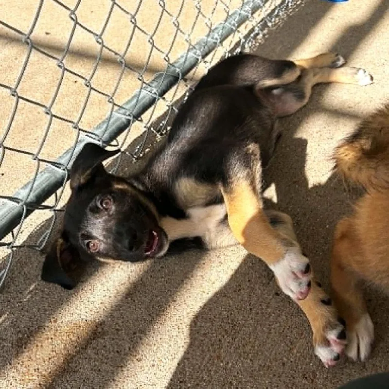 A baby small-sized female Black Shepherd dog named Bubbles for adoption in Austin, TX