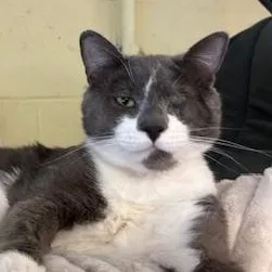 An adult large-sized male Gray & White Domestic Short Hair cat named Mario for adoption in Braintree, MA