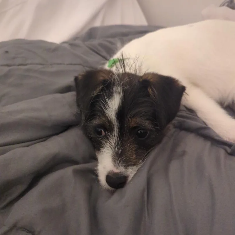 A baby small-sized female White / Cream Terrier dog named Bubbles for adoption in Wake Forest, NC