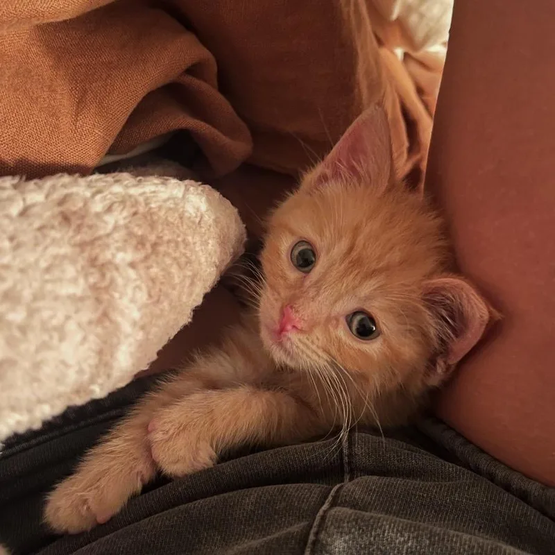 A baby small-sized male Orange / Red Domestic Short Hair cat named Frodo for adoption in Long Beach, CA