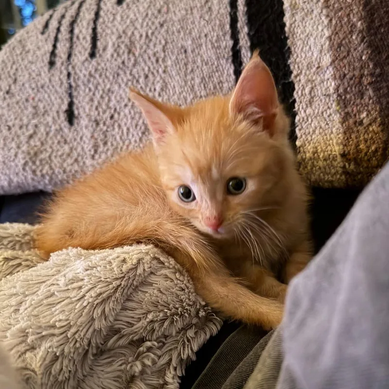 Frodo thumbnail 3