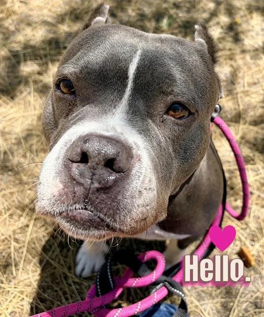An adult medium-sized female Pit Bull Terrier dog named Chiquita for adoption in Tucson, AZ