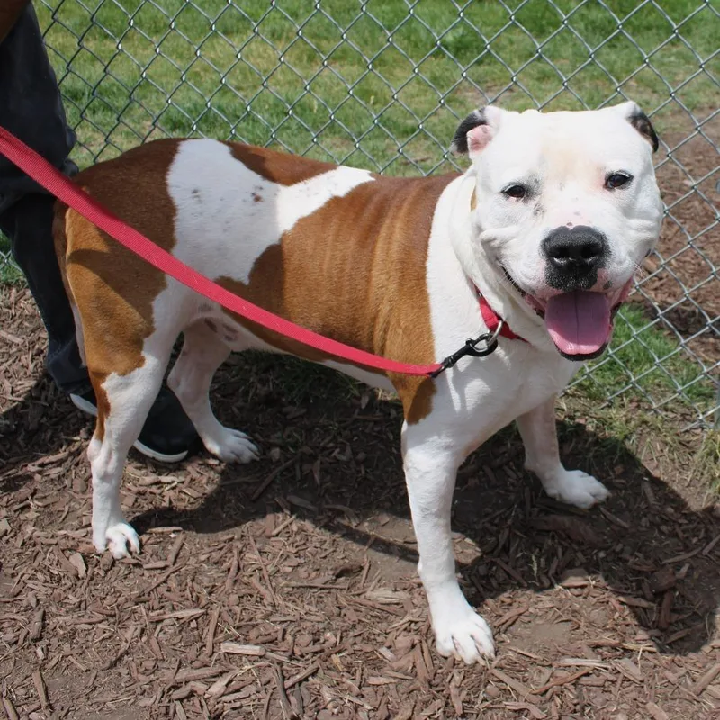 An adult large-sized male Brown / Chocolate Pit Bull Terrier dog named Clyde Barrow for adoption in Champaign, IL