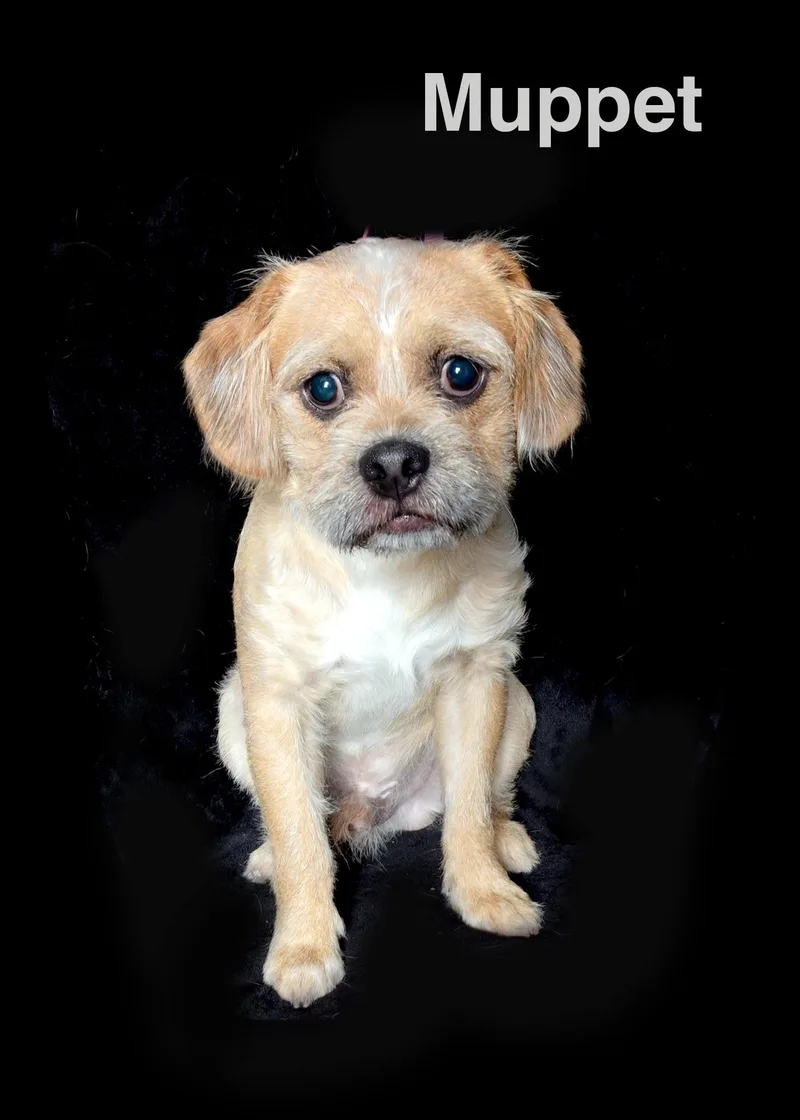 A young small-sized male Yellow / Tan / Blond / Fawn Miniature Poodle dog named Muppet for adoption in Van Nuys, CA