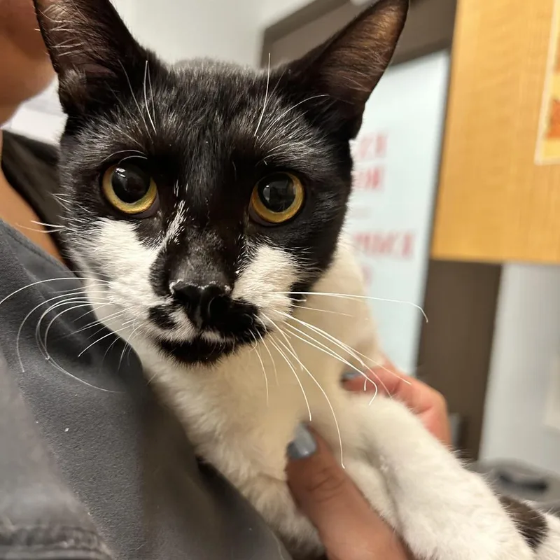 A young medium-sized male Domestic Short Hair cat named Skunk for adoption in Durango, CO