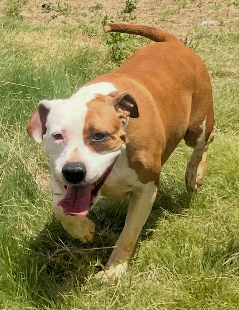 An adult large-sized female Mixed Breed dog named Cheetos for adoption in Canyon, TX