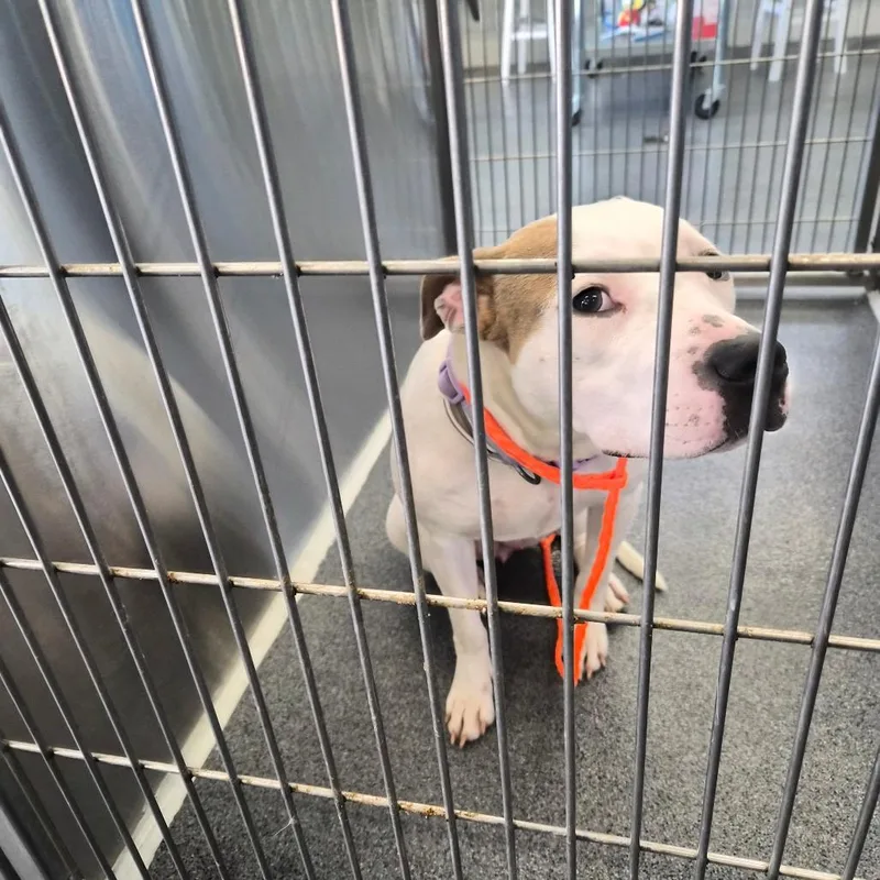 An adult medium-sized female White / Cream Terrier dog named Mitzy for adoption in Montgomery, AL