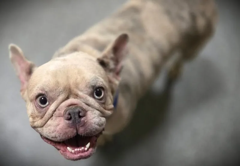 A young small-sized female French Bulldog dog named Sourdough for adoption in Los Angeles, CA