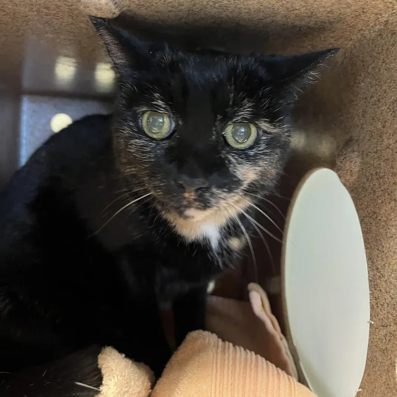 A senior medium-sized female Tortoiseshell Domestic Short Hair cat named Pebbles for adoption in Pasadena, CA