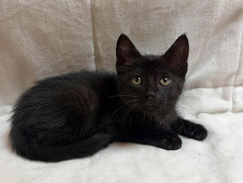 A baby medium-sized male Black Domestic Short Hair cat named Chrysler for adoption in Maryville, MO