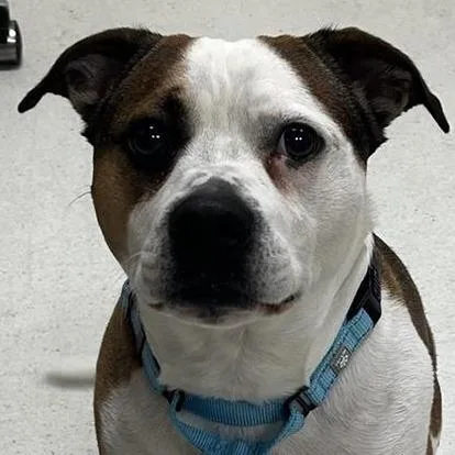 An adult medium-sized male Brown / Chocolate Pit Bull Terrier dog named Shine for adoption in Baltimore, MD