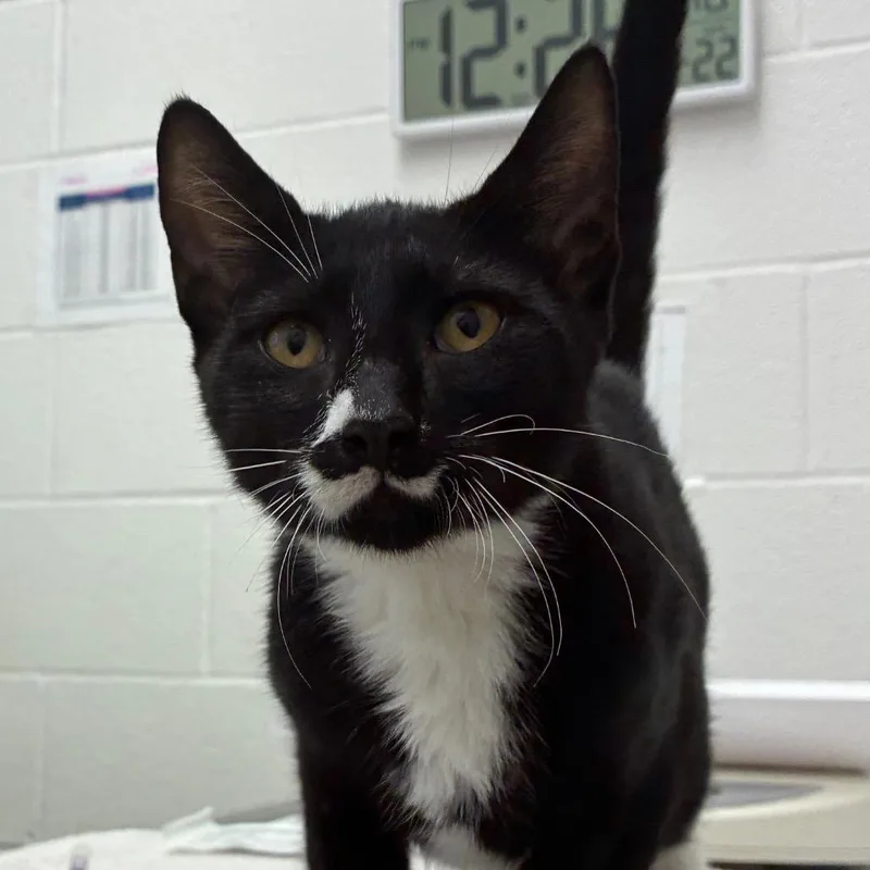 A young medium-sized male Domestic Short Hair cat named Figaro for adoption in Corpus Christi, TX