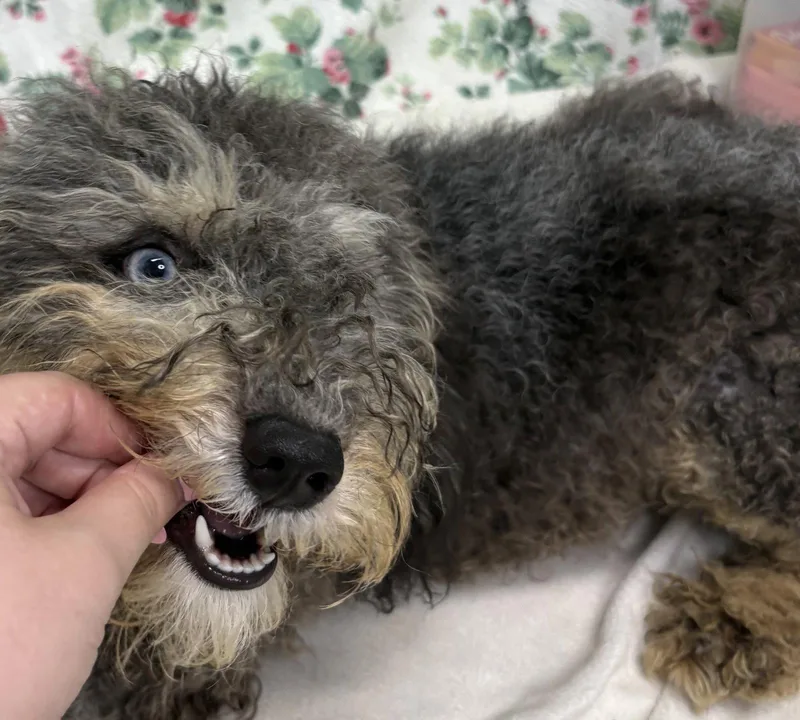 An adult small-sized female Schnauzer dog named Maddie for adoption in Wetumpka, AL