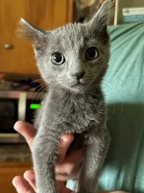 A baby small-sized male Domestic Short Hair cat named Sirloin for adoption in Ames, IA