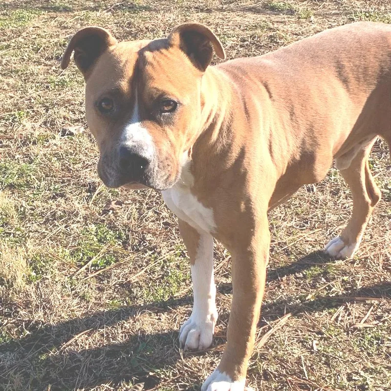 An adult large-sized male Brown / Chocolate Mixed Breed dog named Chase for adoption in Chattanooga, TN