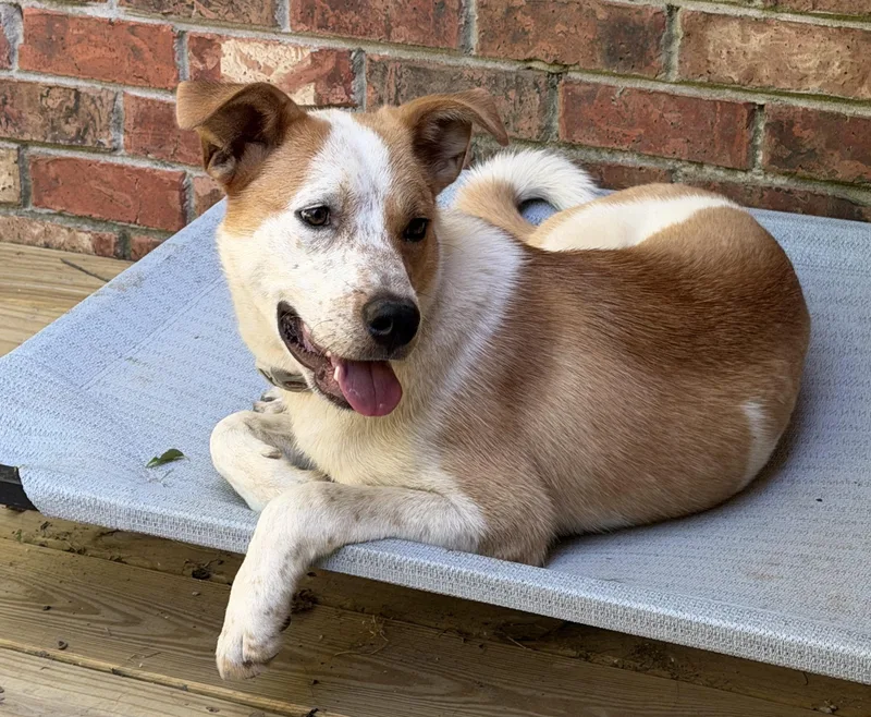 A baby medium-sized female White / Cream Mixed Breed dog named Suzie Q for adoption in Nashville, TN