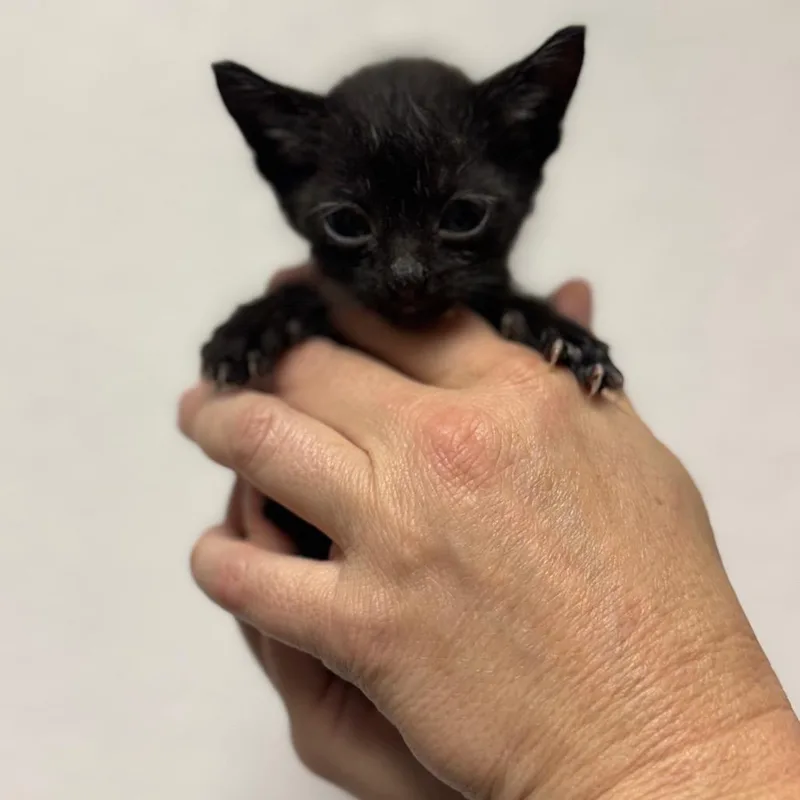 A baby small-sized female Domestic Short Hair cat named Aphrodite for adoption in Fort Smith, AR