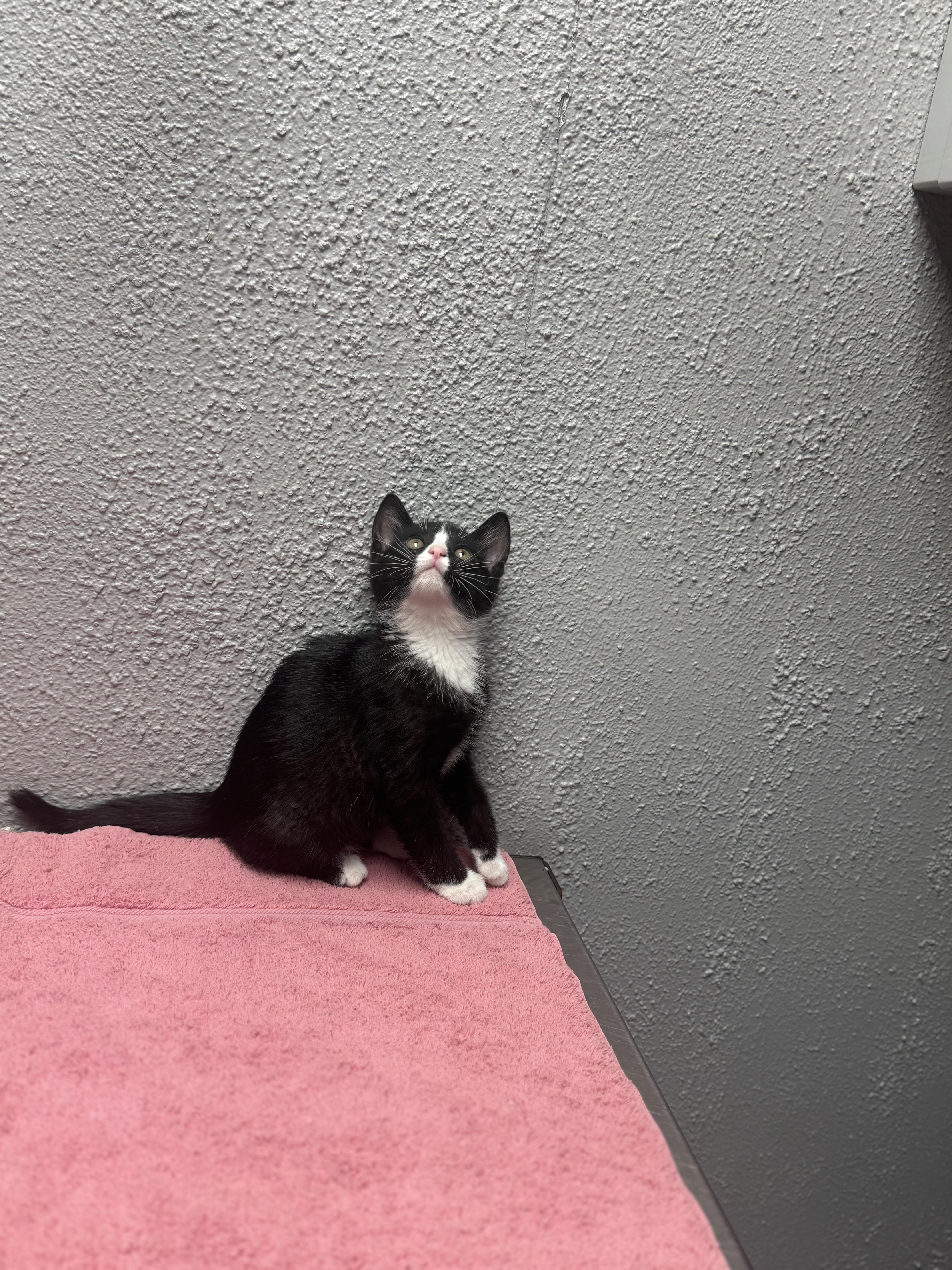 A baby medium-sized male Black & White / Tuxedo Domestic Short Hair cat named Jelly for adoption in Walker, MI