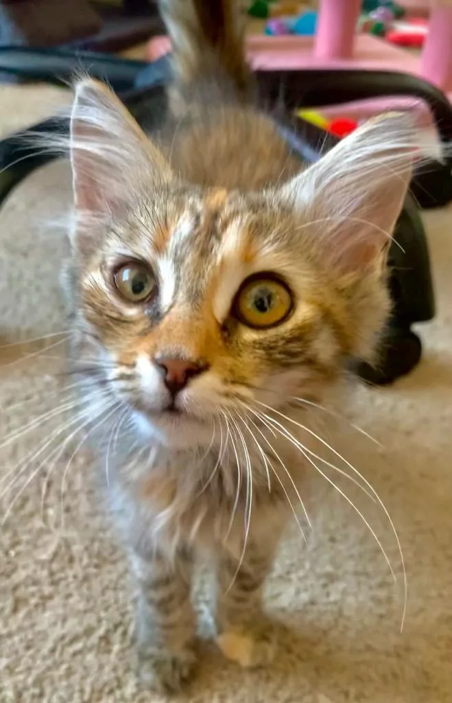 A baby medium-sized female Tabby cat named Romy for adoption in San Pedro, CA