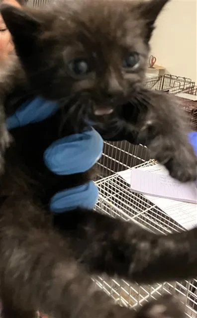A baby small-sized male Domestic Short Hair cat named Bob for adoption in Long Beach, CA