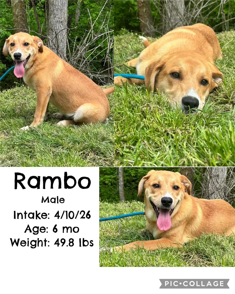 Rambo