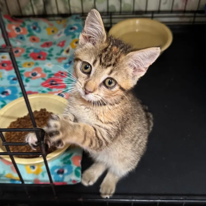 A baby medium-sized female Domestic Short Hair cat named Ruthie for adoption in Saginaw, MI