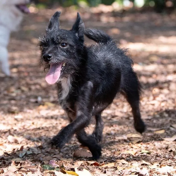An adult small-sized male Black Terrier dog named Twig for adoption in Salem, OR