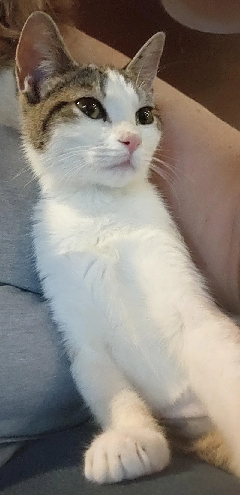 A young medium-sized female Domestic Short Hair cat named Popita for adoption in Phoenix, AZ