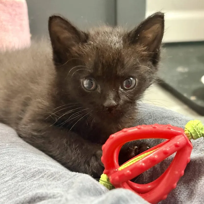 A baby small-sized male Domestic Short Hair cat named Mini Pumpkin for adoption in Austin, TX