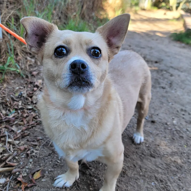 A senior medium-sized female Apricot / Beige Chihuahua dog named Marci for adoption in Camp Pendleton, CA