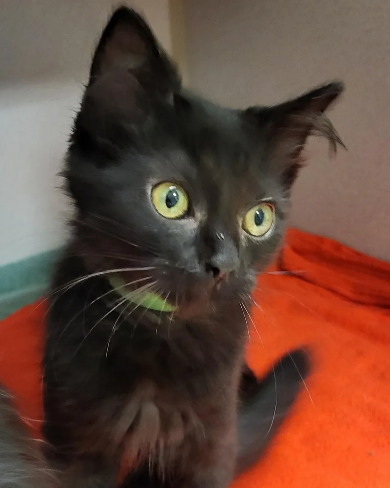 A baby medium-sized male Black Domestic Short Hair cat named Peter Brady for adoption in Grayslake, IL
