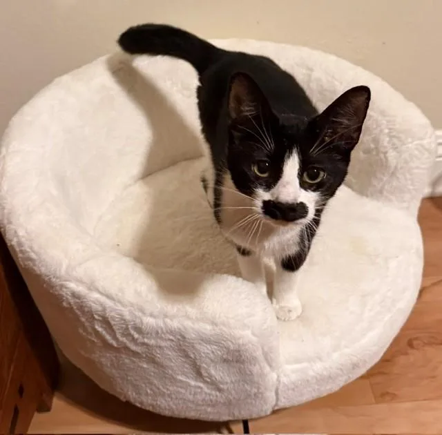 A young medium-sized female Black & White / Tuxedo Domestic Short Hair cat named Mustachio with Pistachio for adoption in Camarillo, CA