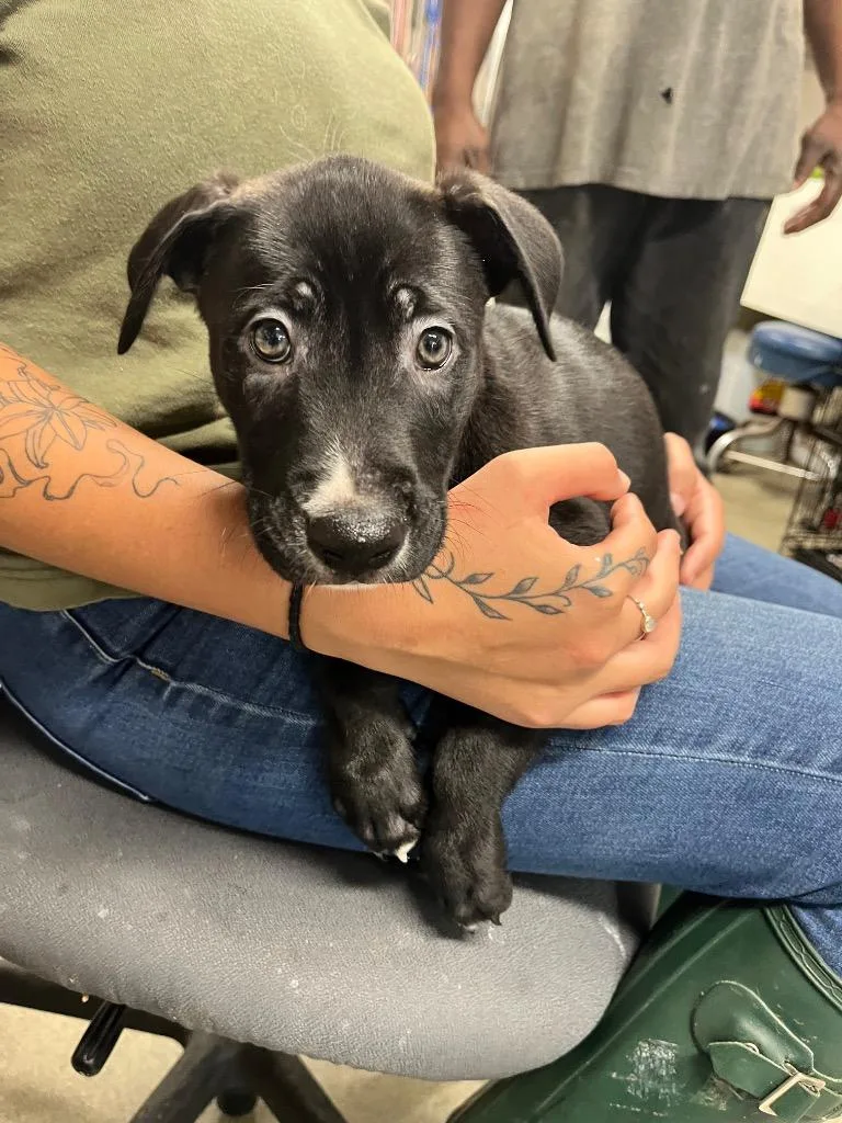 A baby medium-sized male Labrador Retriever dog named Tucker for adoption in Hopkinsville, KY