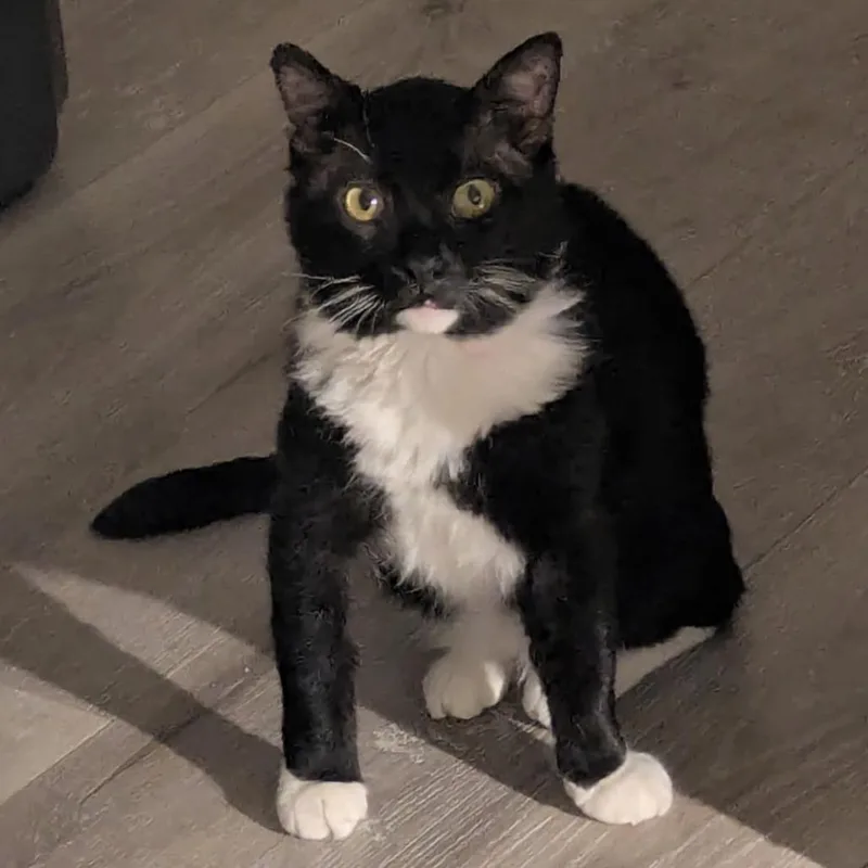 An adult small-sized male Black Domestic Short Hair cat named Pumpkin for adoption in Layton, UT