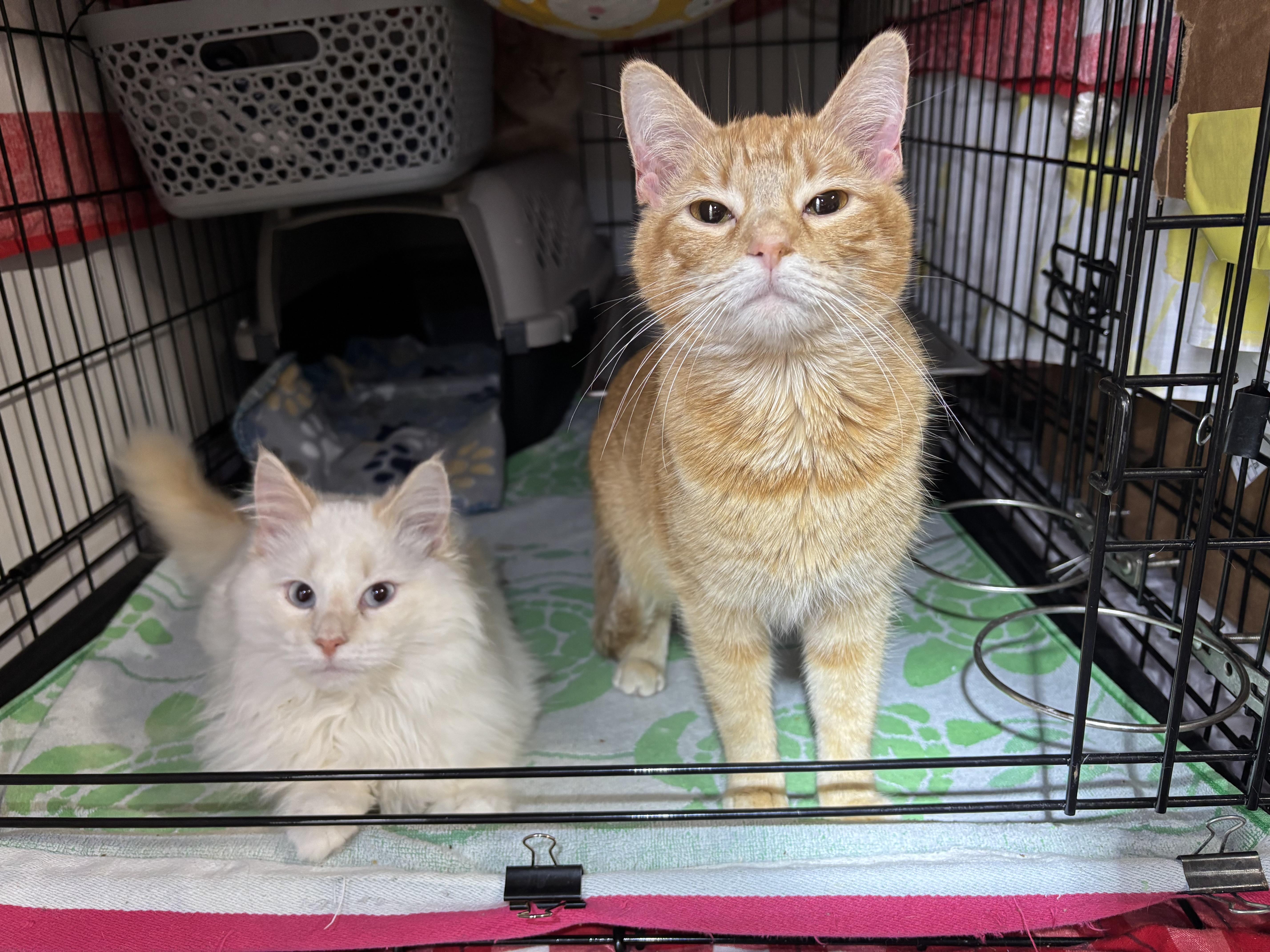 Runt & Marshmellow thumbnail 3