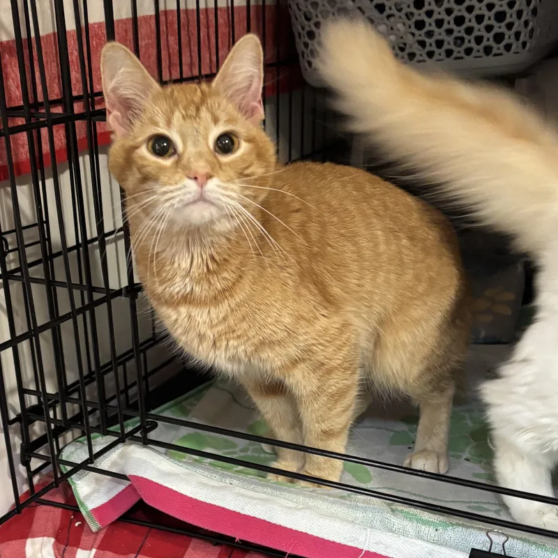 Runt & Marshmellow thumbnail 4