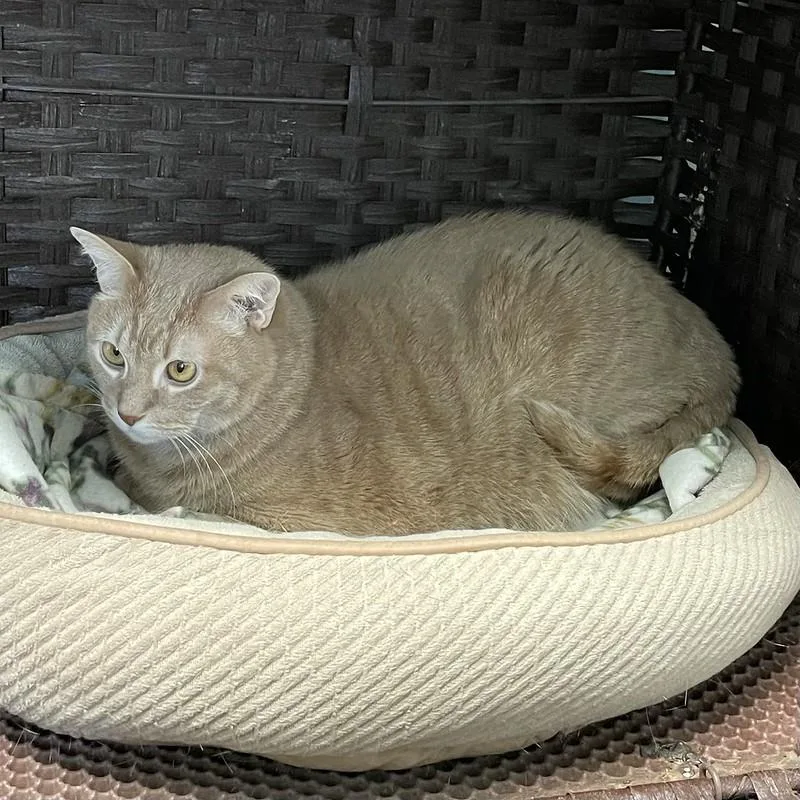 An adult large-sized male Tabby (Buff / Tan / Fawn) Domestic Short Hair cat named Gravy for adoption in Chicago, IL