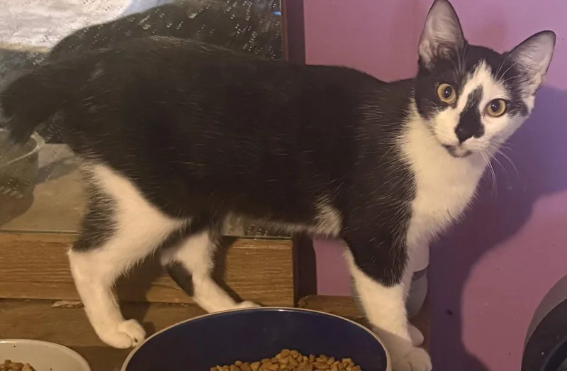 A baby medium-sized female Black & White / Tuxedo Domestic Short Hair cat named Delilah CL for adoption in Kansas City, MO
