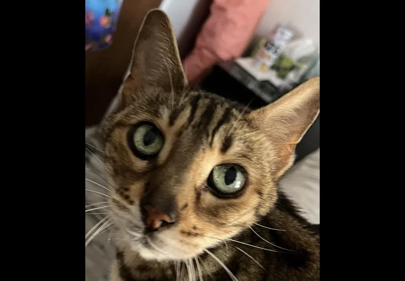An adult medium-sized female Tabby (Leopard / Spotted) Bengal cat named Freya  Fl for adoption in Louisville, KY