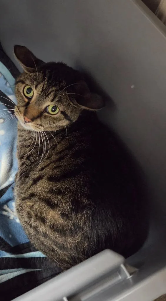 A young medium-sized male Domestic Short Hair cat named Kat for adoption in Medford, WI