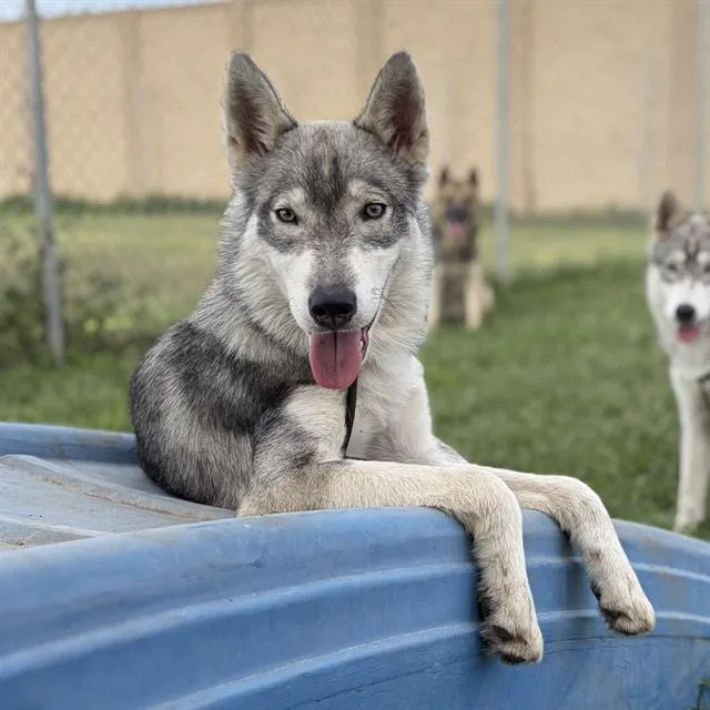 A young large-sized male Siberian Husky dog named Pontiac for adoption in Modesto, CA