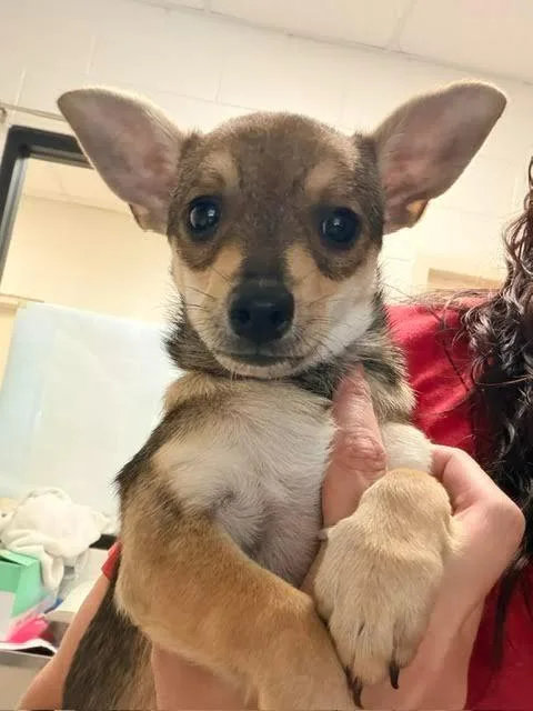 Ali