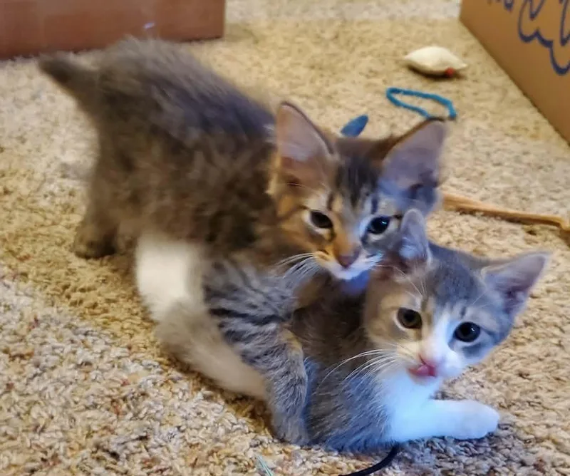 A baby small-sized male Tabby (Brown / Chocolate) Domestic Long Hair cat named Bond for adoption in Sedalia, MO