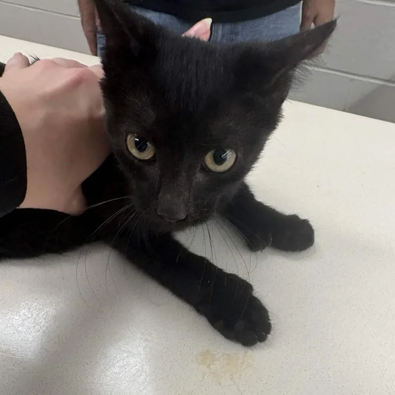 A baby small-sized male Domestic Short Hair cat named Count Tyrone for adoption in Beaumont, TX