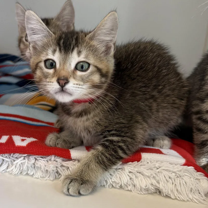A baby small-sized female Brown / Chocolate Domestic Short Hair cat named Susie for adoption in Oakland, CA