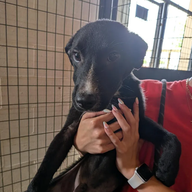 A baby medium-sized male Black Mixed Breed dog named Paul Reed Smith for adoption in Leander, TX
