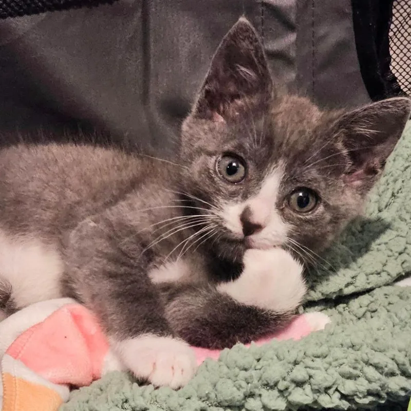 A young small-sized male Domestic Short Hair cat named Dewey for adoption in Fairfax, VA