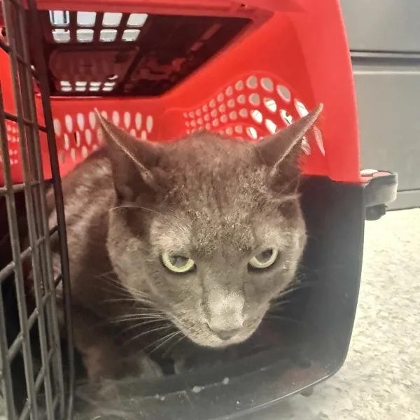 An adult medium-sized male Domestic Short Hair cat named Pips for adoption in Des Moines, IA